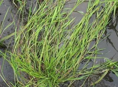 田间杂草及名称图片,草田杂草实图及名称