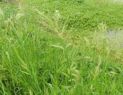 田间杂草认不清来看高清图谱,地里杂草看不见实拍