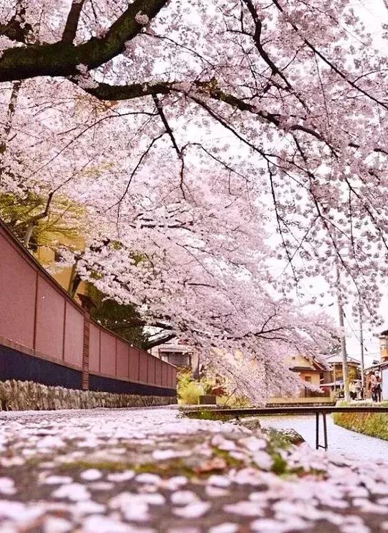 古人喜欢借花喻情,古人借花抒情