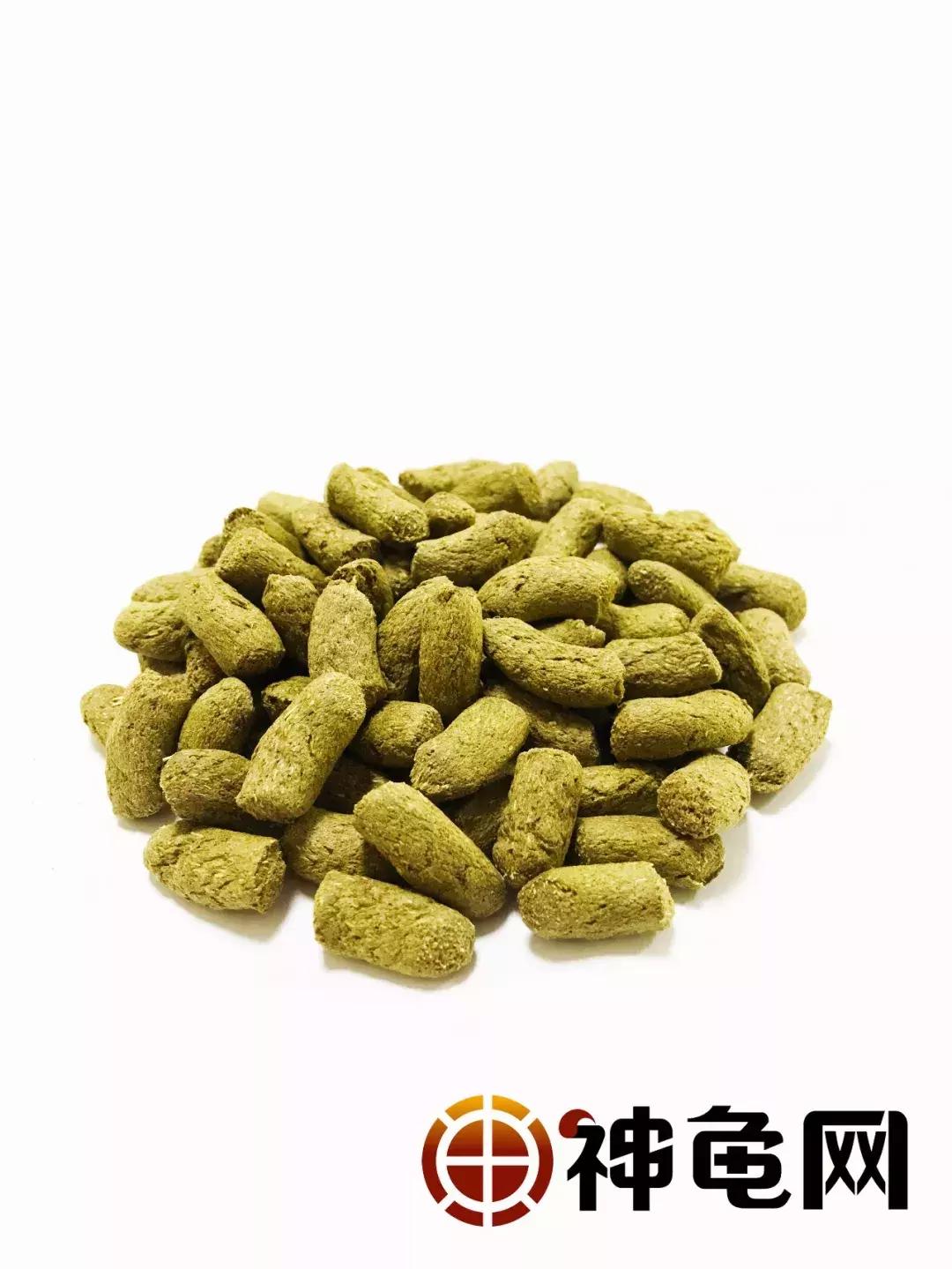 陆龟应该要怎么养,陆龟养多久可以吃东西