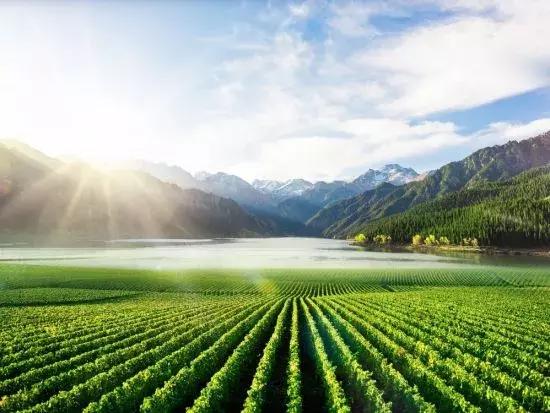 食品安全方面的国家认证,不需要食品安全认证的农产品