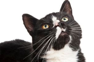 原来不只有相马经，还有《相猫经》，这些猫的名字你听说过吗