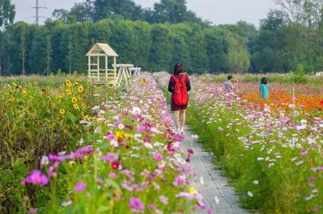 那么多关于温江的回忆,这让我怎么注销QQ