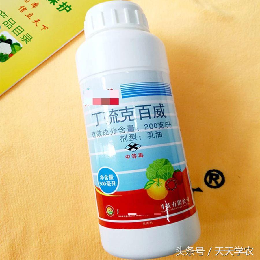 柑橘锈壁虱是螨虫红蜘蛛造成的吗,柑橘红蜘蛛爆发时期