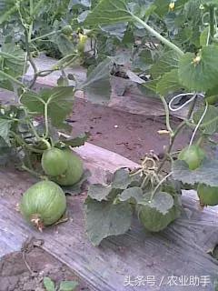 甜瓜长斑能吃吗,导致甜瓜长斑的原因是啥