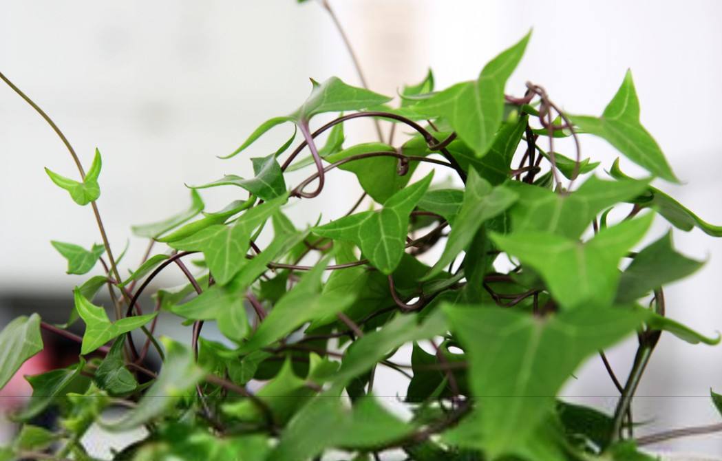 常春藤冬天干枯了还能救回来吗,常春藤怕冷还是怕热