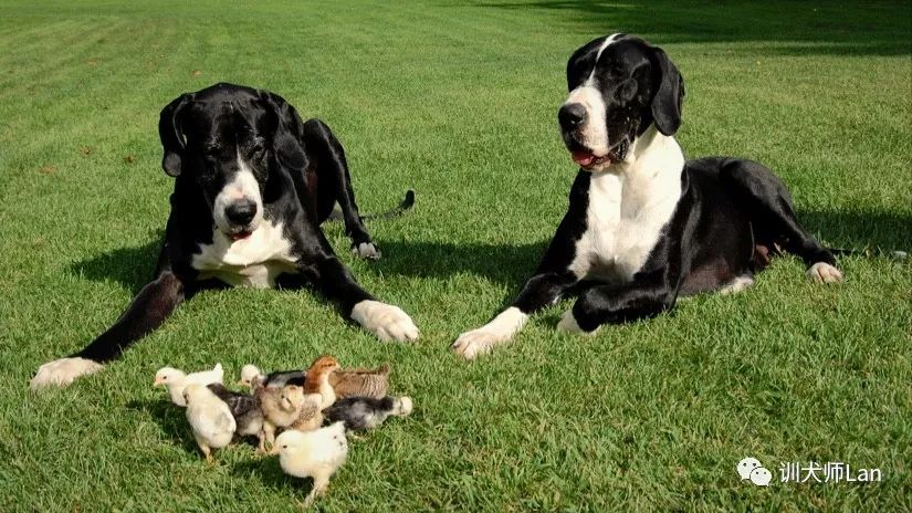 训练狗狗随行他老是走前面,如何教狗狗守着动物