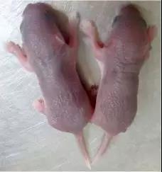 如何判断小鼠日龄,怎么分辨小鼠是公的还是母的