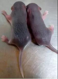 如何判断小鼠日龄,怎么分辨小鼠是公的还是母的