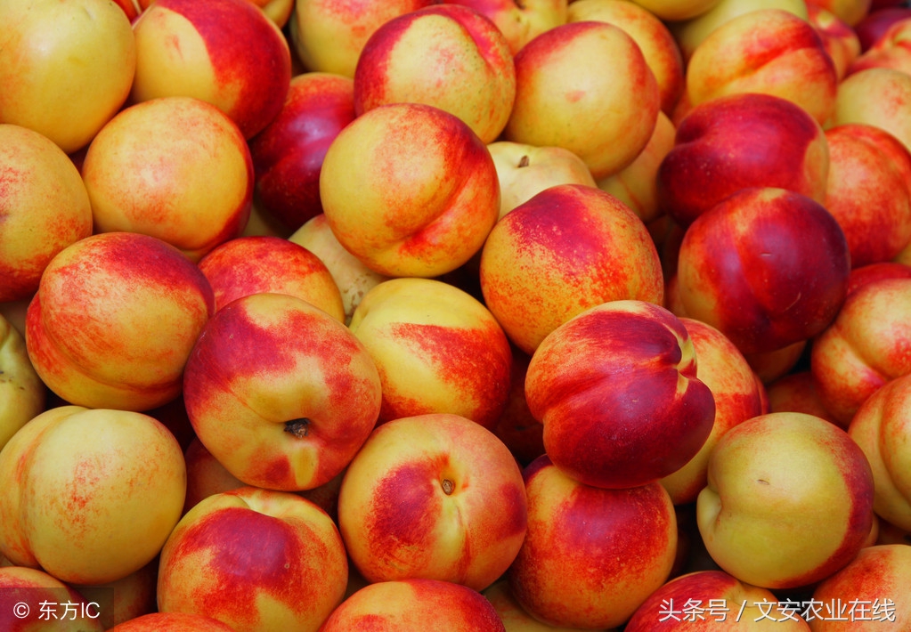 大棚油桃最新价格行情,油桃行情最新今日