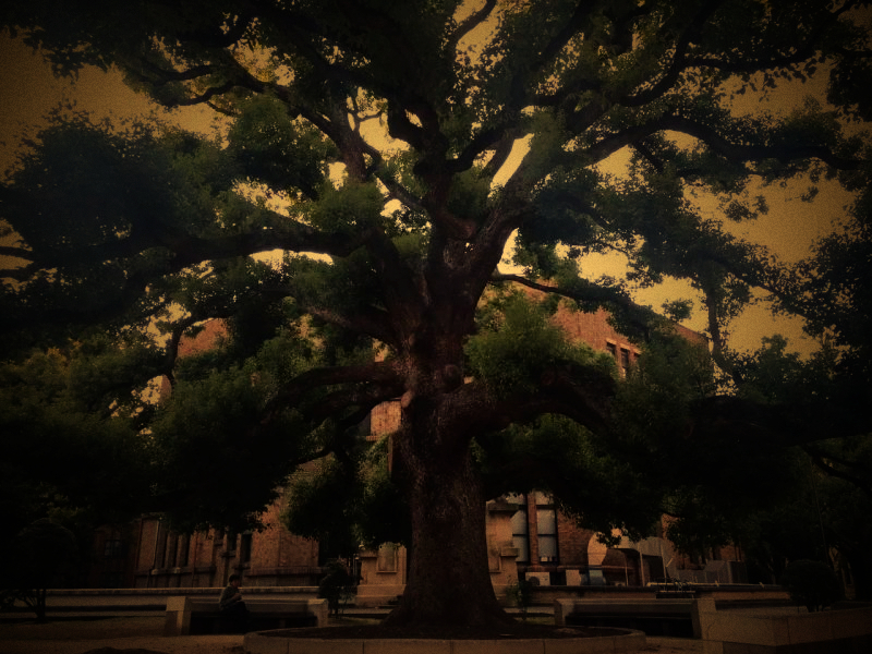 世界名校介绍——日本东京大学（TheUniversityofTokyo）