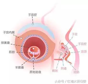 孕期指南免费,孕期指南大全