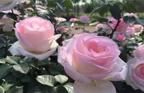 玫瑰月季和月季有区别吗,玫瑰月季如何区别品种图解