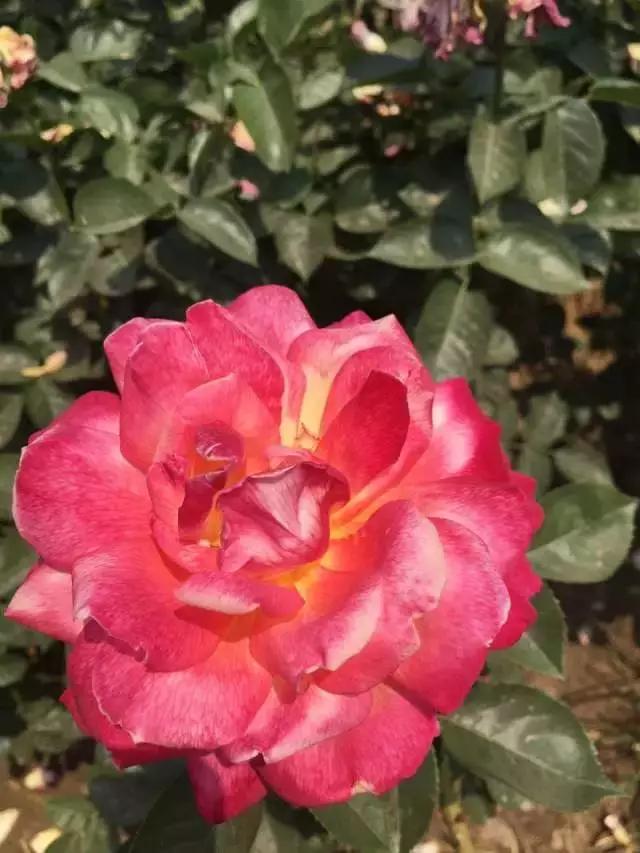 玫瑰月季和月季有区别吗,玫瑰月季如何区别品种图解