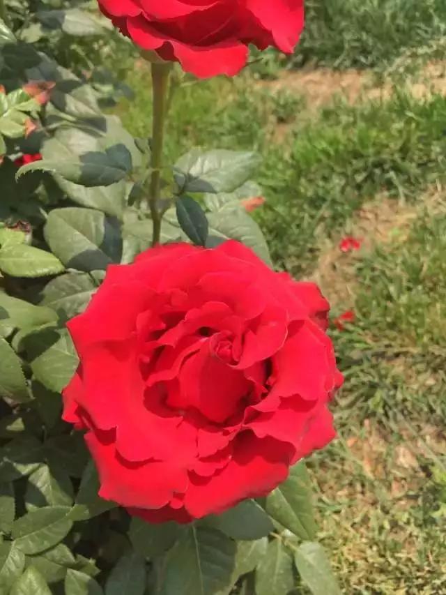 玫瑰月季和月季有区别吗,玫瑰月季如何区别品种图解