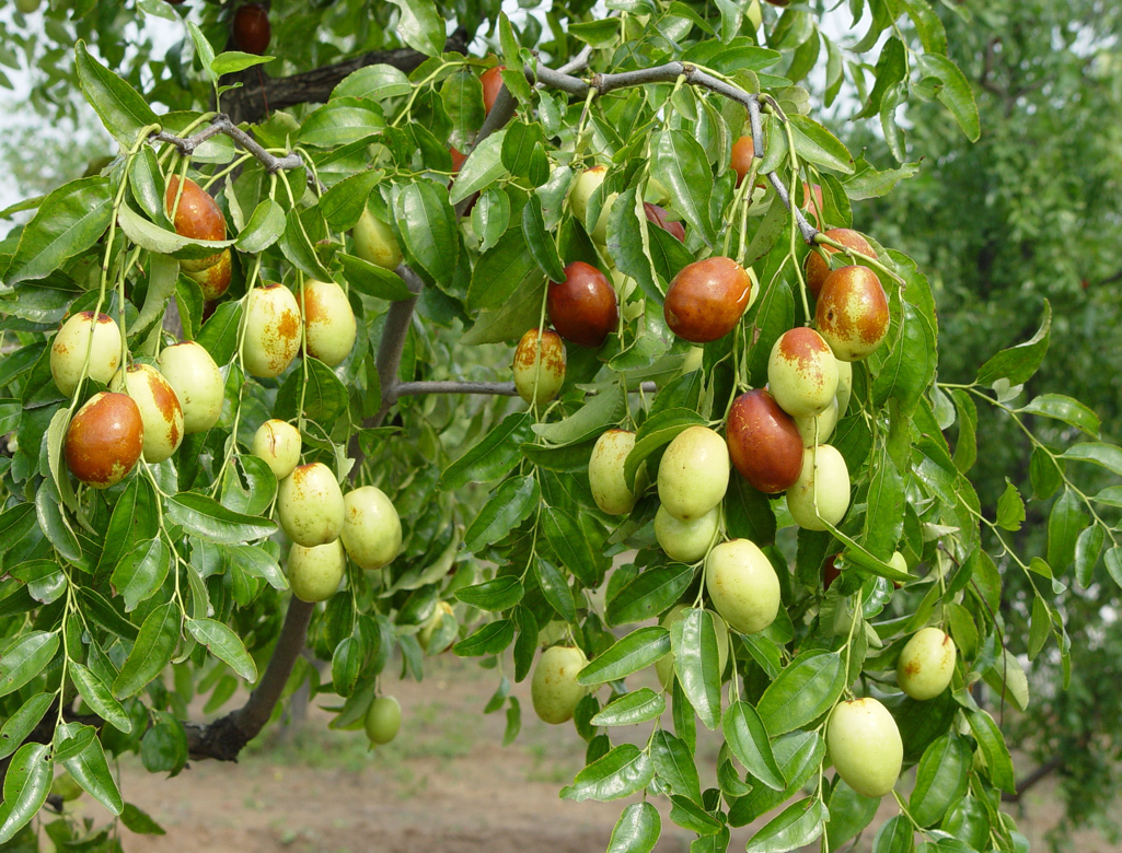 适合设施栽培的枣品种,适合大棚栽培的鲜食枣