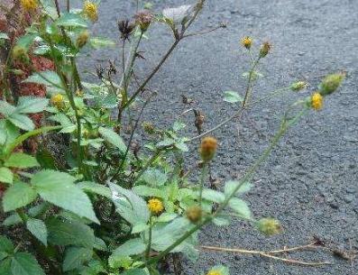 农村到处有的鬼针草,农村鬼针草