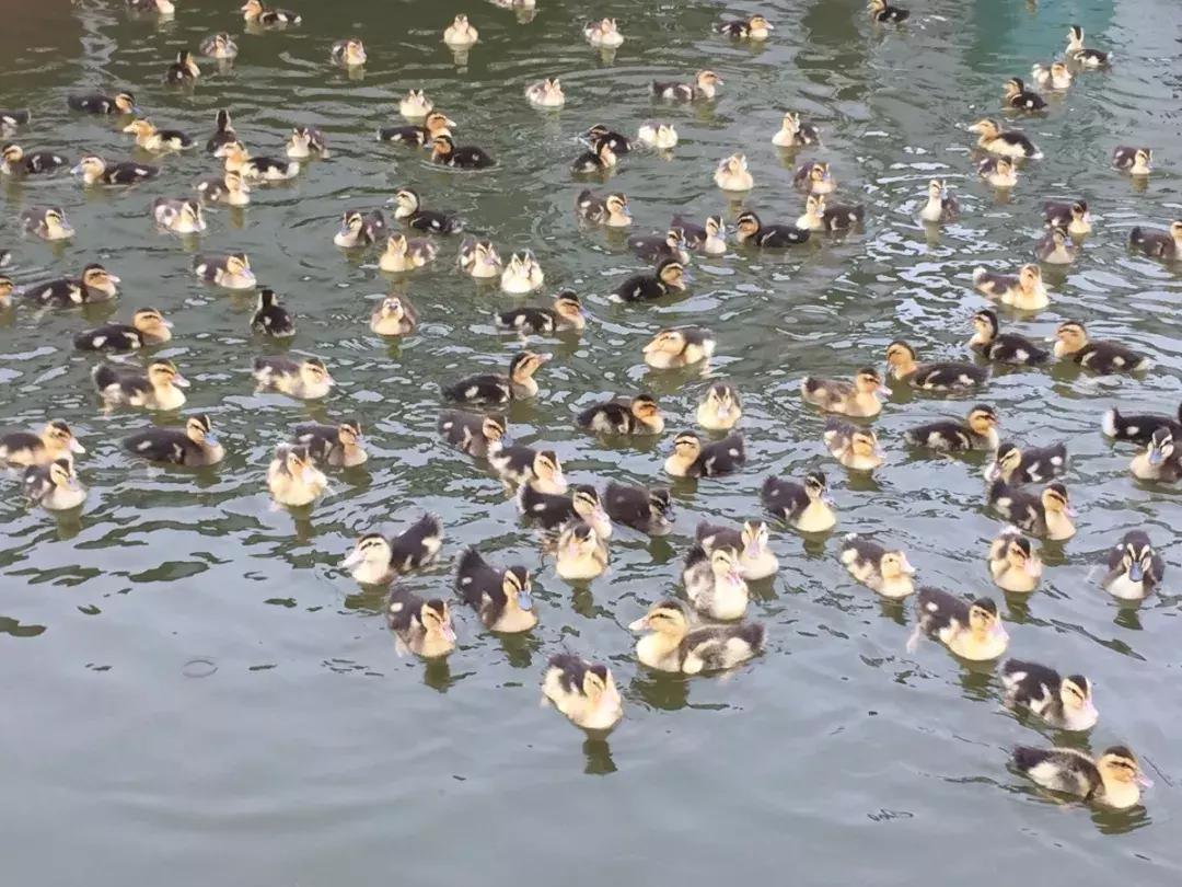 怀化又有3个特产被国家保护