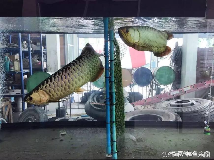 龙鱼养鱼技巧,龙鱼养殖攻略