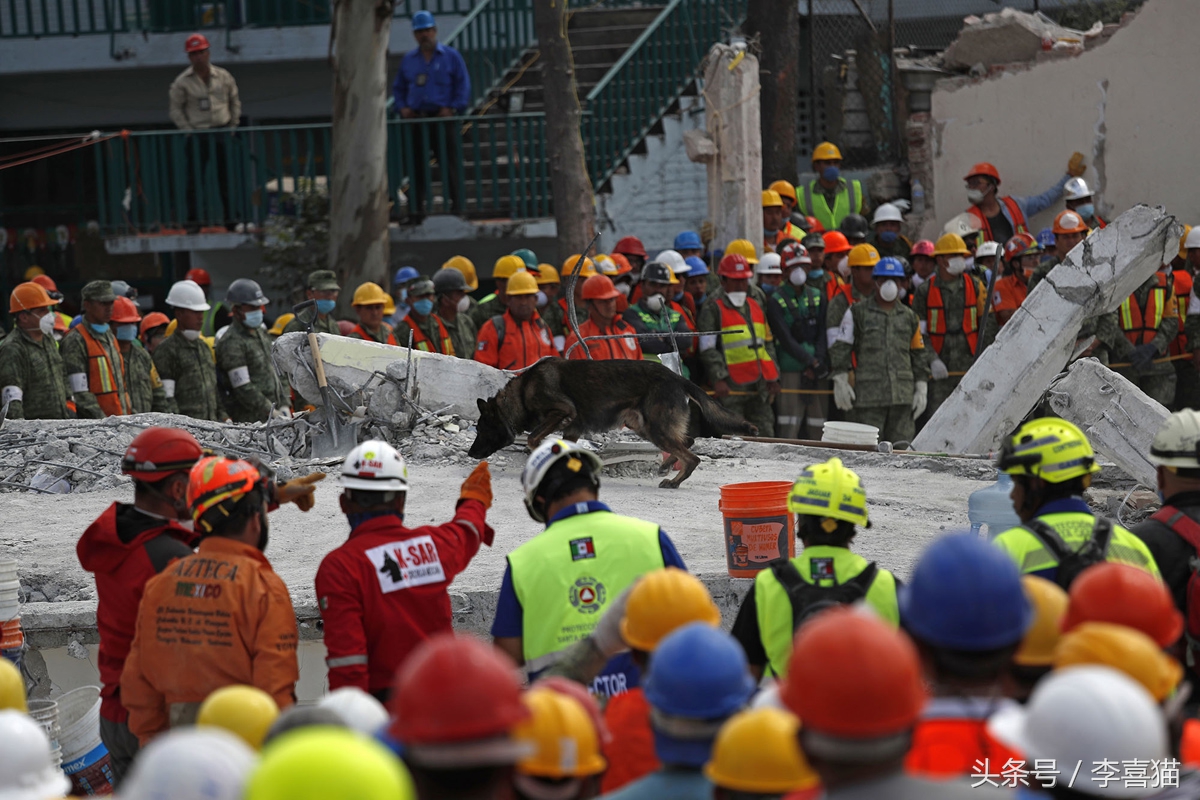 搜救犬英勇牺牲致敬忠诚战士,盘点那些搜救犬救人的感人瞬间