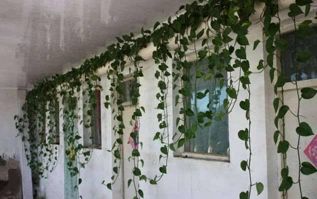 绿萝怎么养才能更旺盛爬墙,养绿萝的注意事项请写出五条来