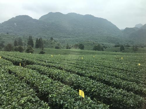 广东清远有座最美茶园,全国十大最美茶园图片