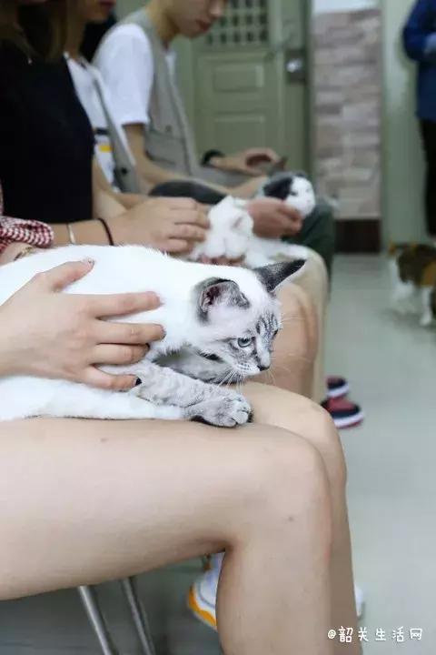 喂！妖妖灵吗？韶关这条巷子内有人聚众吸猫！已经有人沦陷了……