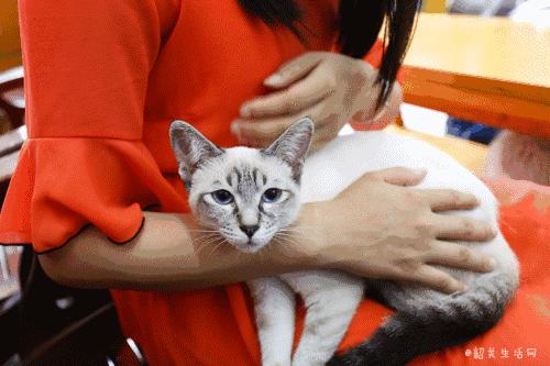 共享吸猫啦！藏身市区小巷内的这家撸猫馆，开门那刻，心就融化了