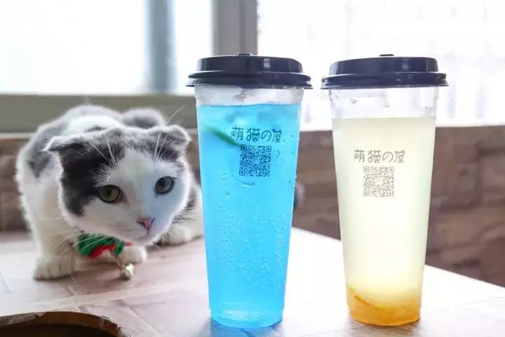 共享吸猫啦！藏身市区小巷内的这家撸猫馆，开门那刻，心就融化了