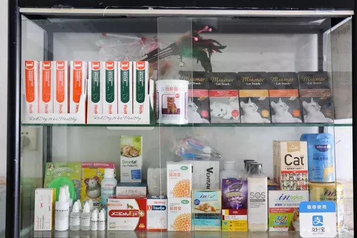 共享吸猫啦！藏身市区小巷内的这家撸猫馆，开门那刻，心就融化了