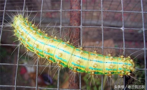 农村这种虫子有100多条腿你见过吗,农村最常见的毛毛虫