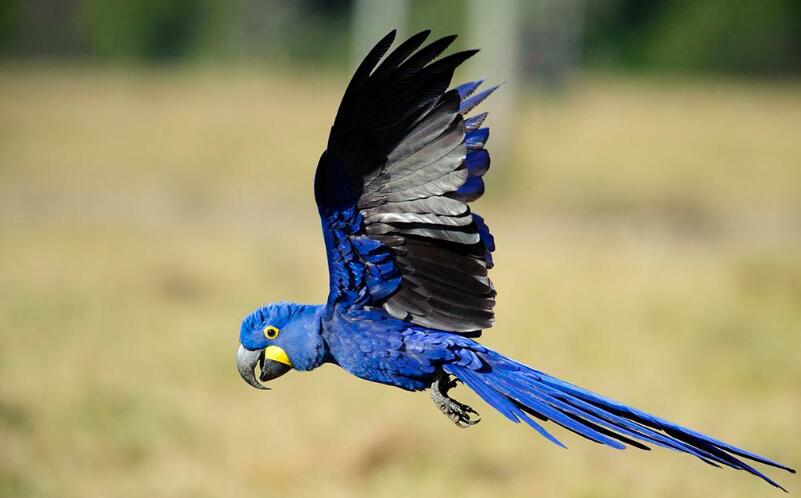 紫蓝金刚鹦鹉——最贵的观赏鸟