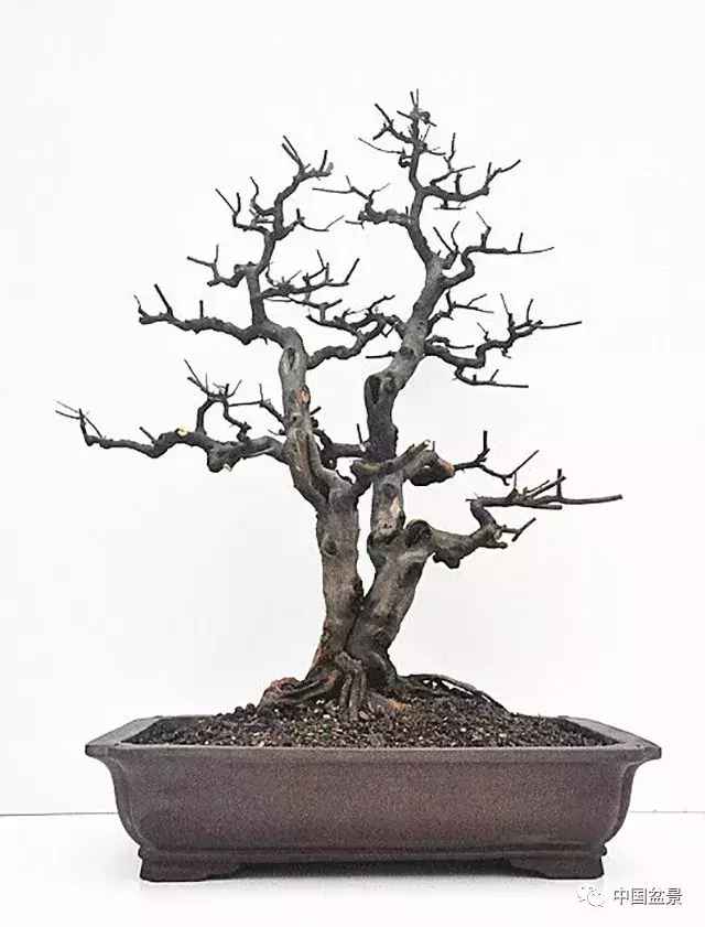 一本双杆式映山红盆景,一本双杆黄杨盆景制作全过程