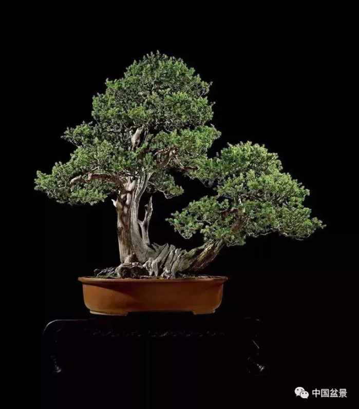 一本双杆式映山红盆景,一本双杆黄杨盆景制作全过程