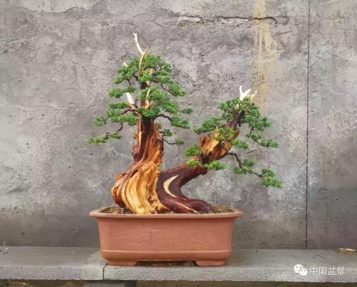 一本双杆式映山红盆景,一本双杆黄杨盆景制作全过程