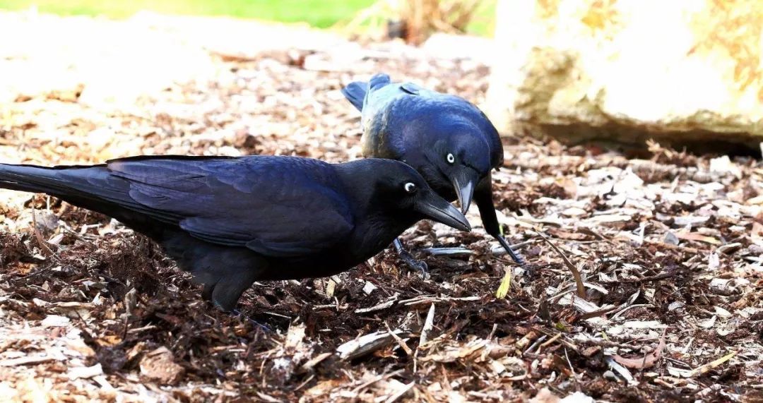 鸟和人类基因相似度多少,鸟和猫的智商哪个高