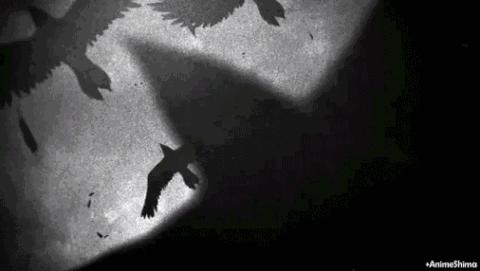 鸟与豚，高智商动物群像