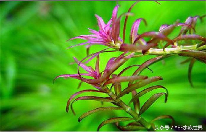 怎么让草缸变得更高级,怎么样让草缸草越来越绿