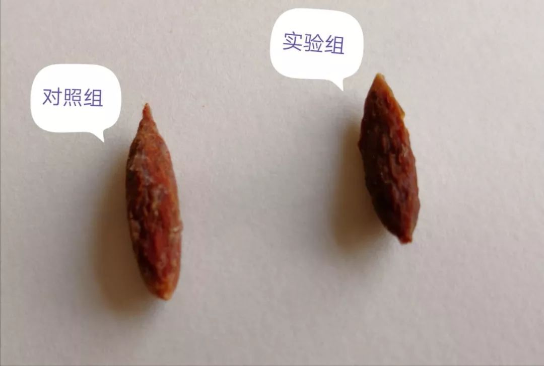 一个医生吃了枣核,一医生吞枣核