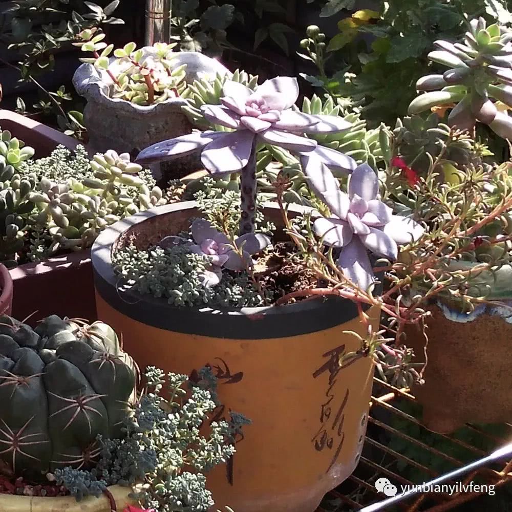 多肉华丽风车和紫乐的区别,多肉华丽风车断头了怎么办