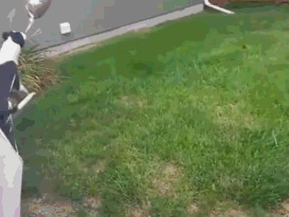 狗狗与气球的友谊,狗狗与气球的故事