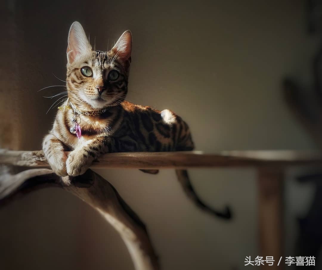 霸气漂亮的孟加拉豹猫,高智商的孟加拉豹猫