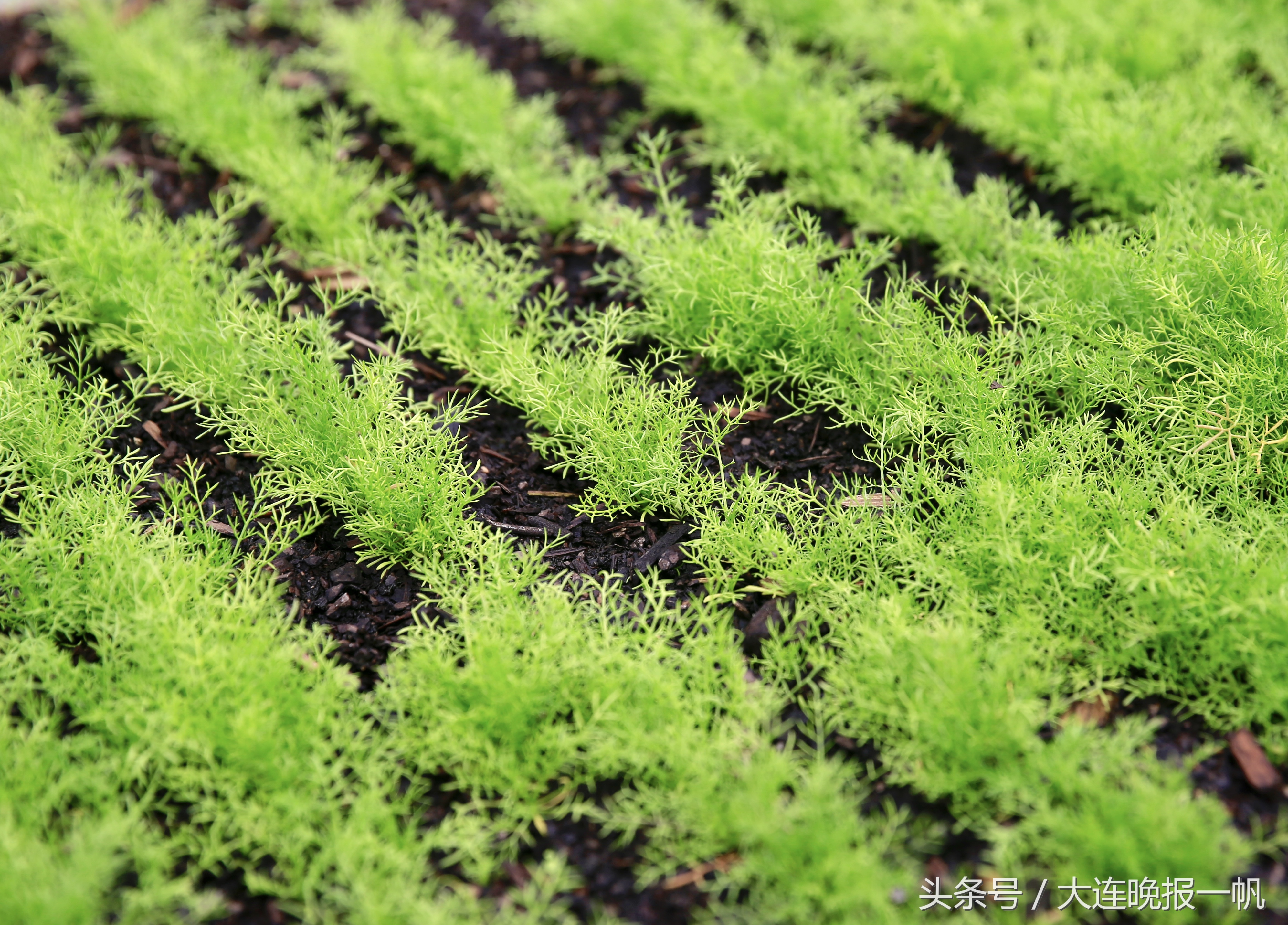 这些人为什么要来到澳大利亚做“考官”……