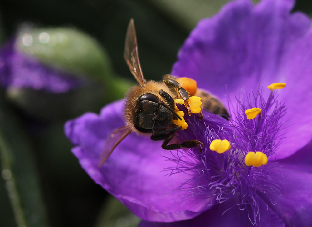 赞美小蜜蜂的诗句,赞美勤劳的小蜜蜂诗词
