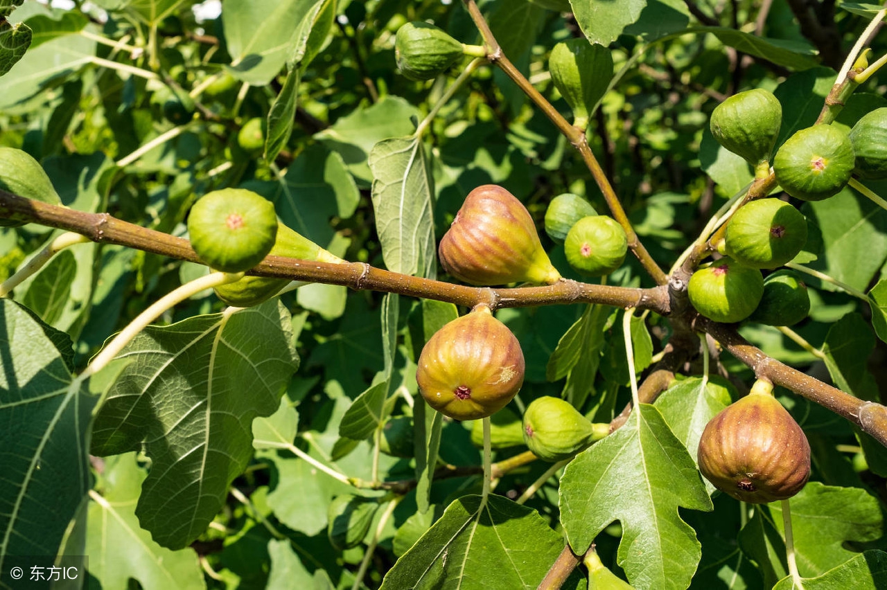 投产最快最好的果树,广东生长最快的果树
