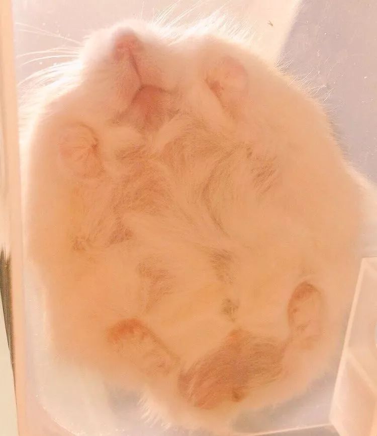 最可爱的仓鼠直接萌化了心,盘点那些白白胖胖的可爱小仓鼠