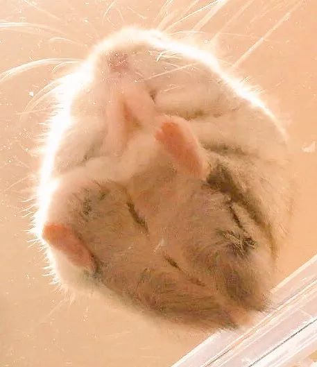 最可爱的仓鼠直接萌化了心,盘点那些白白胖胖的可爱小仓鼠