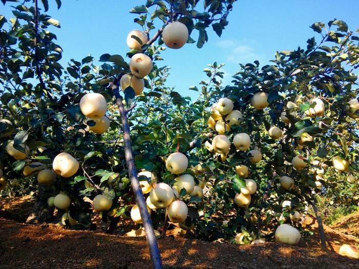 南阳博望规划图,南阳博望最新规划图