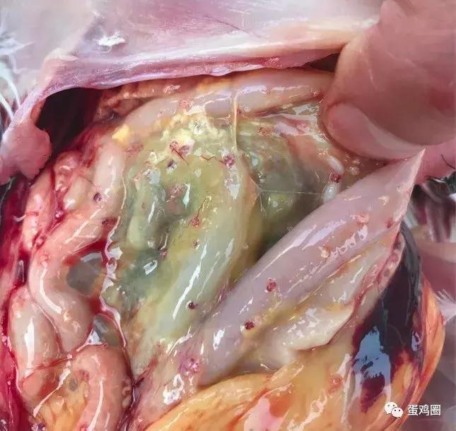 一例蛋鸡场夏秋常见白冠病例(住白细胞原虫病例)分享