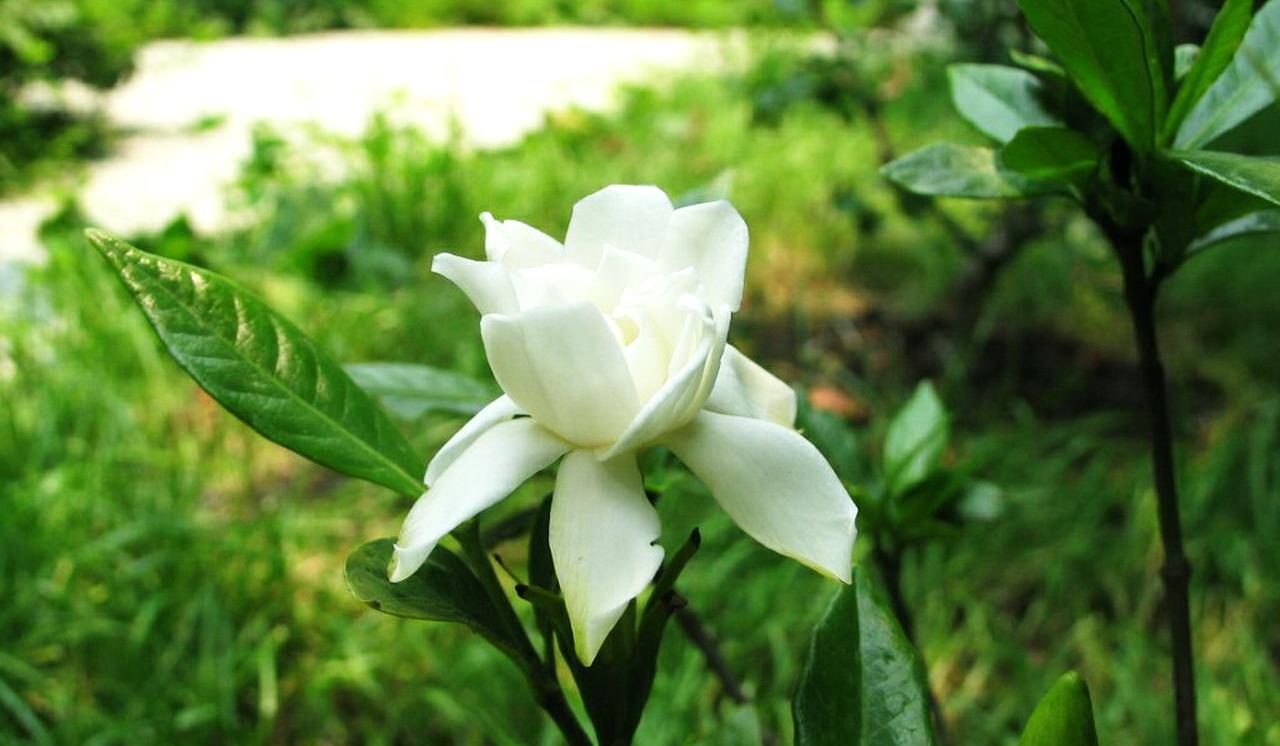绿植浇水的正确方法,绿植浇水的过程和步骤